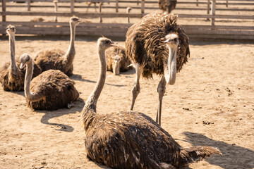 Ostrich, the head of a young ostrich peeps from behind the fence, in the corral, portrait of a young african ostrich, big eyelashes