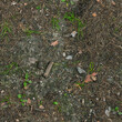© Dmitry - Seamless forest gravel ground texture