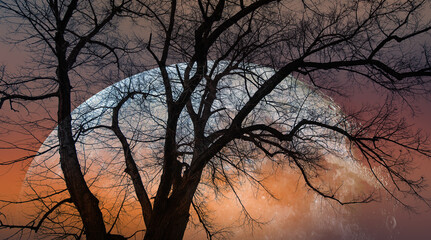Aufkleber - Silhouette of barren lone tree with Blue full moon 