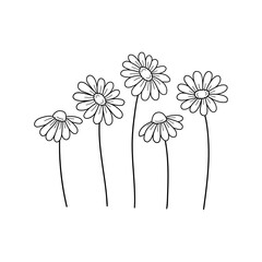 Wall Mural - daisy wildflowers. outline drawing. line vector illustration. isolated on white background. good for