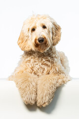 Wall Mural - Apricot Labradoodle looking friendly at the camera white lying down in a white background.