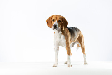 Wall Mural - Tricolor Beagle standing in a white background looking left of the camera.