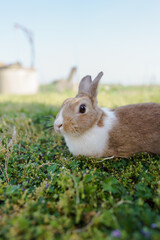 Portrait of a little beautiful rabbit outdoor in the grass