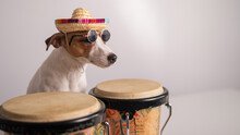 A Funny Dog In A Sombrero And Sunglasses Plays The Mini Bongo Drums. Jack Russell Terrier In A Straw Hat Next To A Traditional Ethnic Percussion Instrument