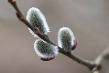 Pussy Willow On The Branch, Catkins In Spring Forest Close Up