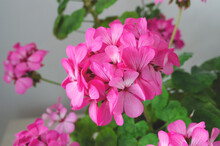 Flowers Pink Bright Geranium In A Pot