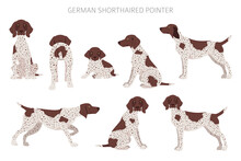 German Shorthaired Pointer Clipart. Different Poses, Coat Colors Set