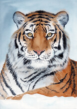Watercolor Illustration Of A Striped Black And Red Tiger With Golden Eyes Lying In The Snow 