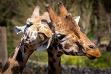 Two Giraffes In Love
