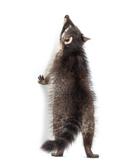 Wall Mural - Raccoon getting to know on hind legs, looking up, isolated