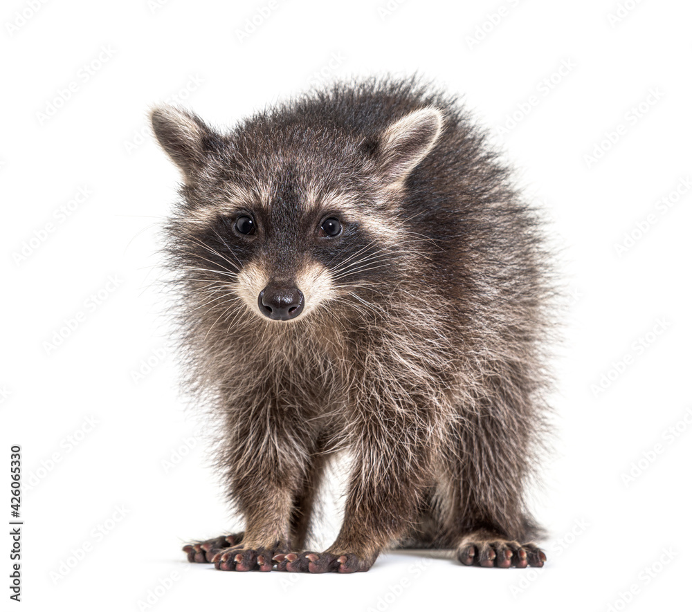 three months old young raccoon standing in front, isolated - obrazy, fototapety, plakaty 