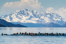 Otters 4th Of July Art Print Free Stock Photo - Public Domain Pictures