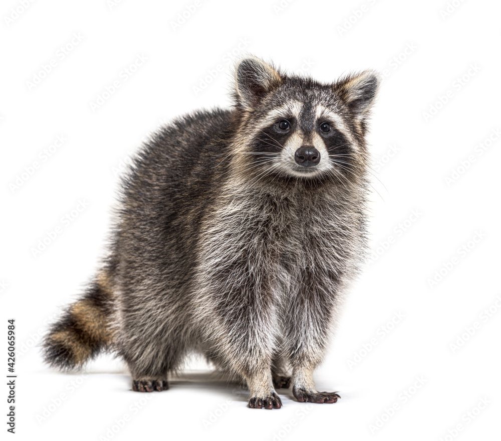 Young Raccoon standing in front and facing, Looking at the camera isolated on white - obrazy, fototapety, plakaty 
