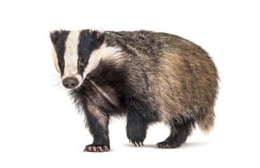 Wall Mural - european badger walking towards the camera, six months old, isolated