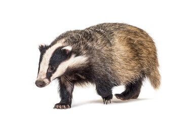 Wall Mural - european badger walking towards the camera, six months old, isolated