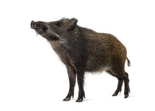 Wild Boar Looking Up, Isolated On White