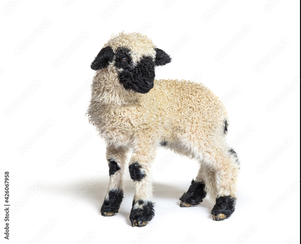 Profile of a lovely Lamb Valais Blacknose sheep three weeks old - obrazy, fototapety, plakaty 
