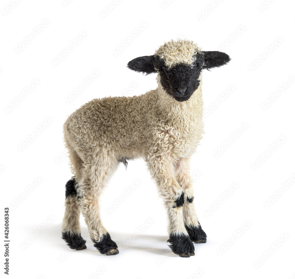 Profile of a lovely Lamb Valais Blacknose sheep three weeks old - obrazy, fototapety, plakaty 