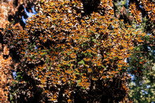 Millions Of Butterflies Covering Trees, Monarch Butterfly Biosphere Reserve, UNESCO World Heritage Site, El Rosario, Michoacan, Mexico