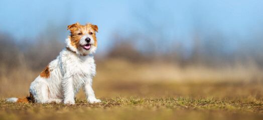 Wall Mural - Obedient happy dog puppy sitting in the grass. Pet training concept, web banner.