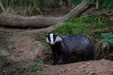 Eurasian Badger (Meles Meles) Adult, Standing Beside Sett Entrance, Coppice Woodland Habitat, Kent, England, United Kingdom