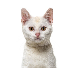 Head shot of a white young Crossbreed cat kitten isolated on white