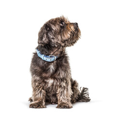 Wall Mural - Crossbreed dog wearing a blue collar, looking up, sitting, isolated