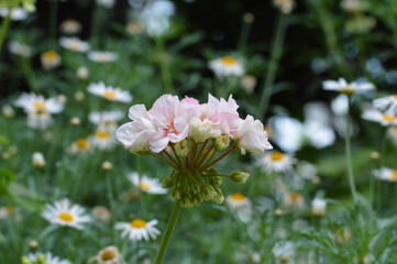 Light pink Pelargonium zonale bloom in the background of daisy field. Taken at Garden by the Bay Singapore.