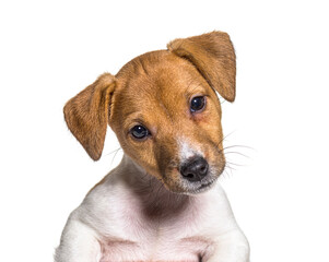 Wall Mural - Head shot of a Puppy Jack russel terrier dog, two months old, isolated on white