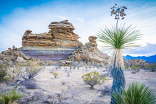 Desert View With Yucca Plant, Big Bend National Park, Texas, United States Of America