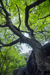 © robertharding - Twisted green tree in the Atlas, Morocco, North Africa
