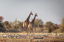 Two Giraffes (Giraffa Camelopardalis) Near A Waterhole, Side View, Etosha National Park, Namibia