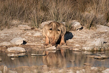 Lioness (Panthera Leo) Drinking At A Waterhole, Etosha National Park, Namibia