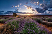 Ruins In A Lavender Field At Sunrise In Provence, France