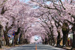 夜の森公園の桜（福島県・富岡町）