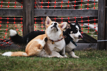 Red and tricolor are small English shepherds. Two Pembroke Welsh corgi puppies on a walk in the park. The corgi scratches its fur with its paw.