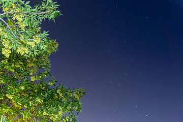 Poster - Closeup shot of a green tree on the starry sky background