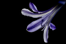 Powerful Low Key Macro Photo Of The Agapanthus With A Silhouette Of The Stamen.