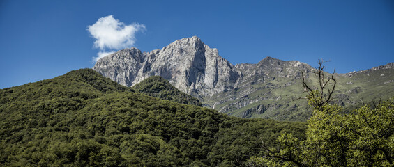 Poster - mountains covered with green trees