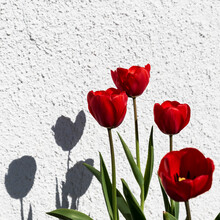 Red Tulips On A White Background