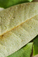 Close-up Of Green Leaf With Dew Drops On Wooden Surface