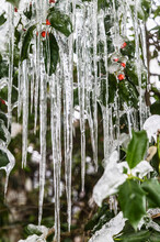 Icicles On Holly Plant