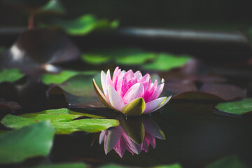Wall Mural - pink lotus flower blossom or water lily blooming in pond with sunlight in garden outdoor nature.
