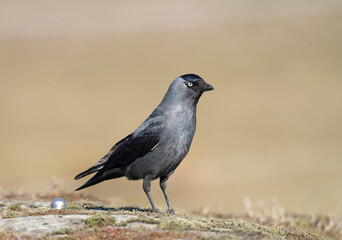 Western Jackdaw, (Corvus monedula). Kaja.