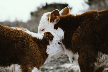 Hereford calves on cow farm nuzzling and playing close up, baby farm animals.