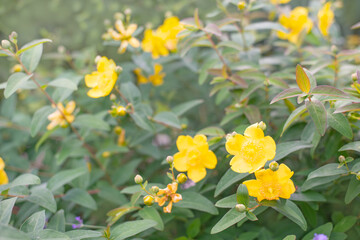 Wall Mural - Yellow flowers in summer day light. Blooming bush in garden