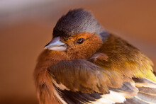 Young Chaffinch In Close-up On The Terrace