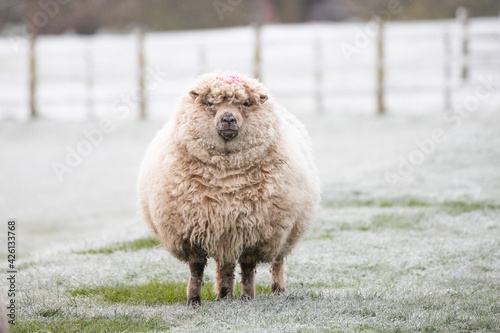 Obraz Dibond fat sheep