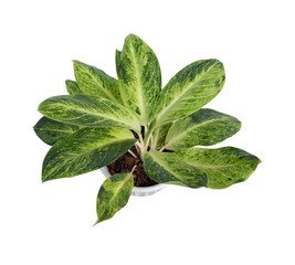 Aglaonema,Chinese Evergreen(ARACEAE) in pot is a beautiful and auspicious ornamental plant.Isolate on white background.