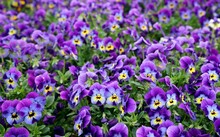 Purple And Blue Garden Pansies In Springtime. They Are Called Also Viola Or Violet. Background And Texture, Full Frame.